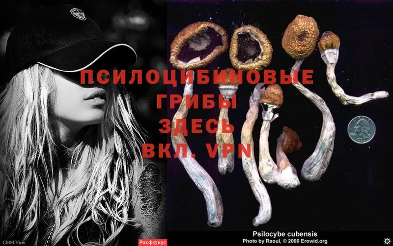 как найти закладки  Благодарный  Галлюциногенные грибы Psilocybe 